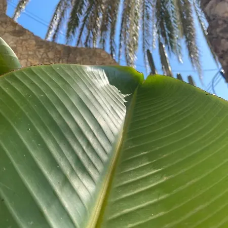 Apartament Denia's Beach House *